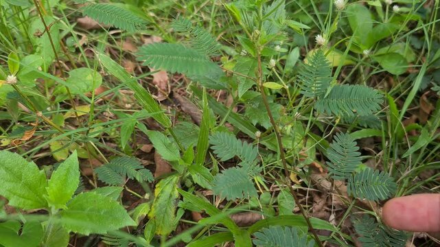 Mimosa Pudica (Putri Malu) &ndash; Sensitive Plant Closes Its Leaves When Touched