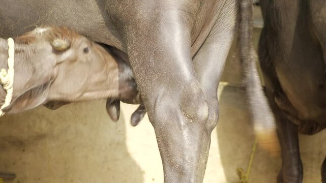 Enchanting Moment - A Baby Calf's Lick of Affection