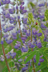Lupine and Ladybug - In the middle of a field of blooming Lupine a ladybug clings to the outside of a partially opened bloom.
