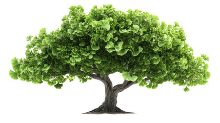 Ginkgo biloba tree with fan-shaped leaves, Transparent background, PNG file