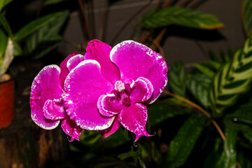 ornamental orchid