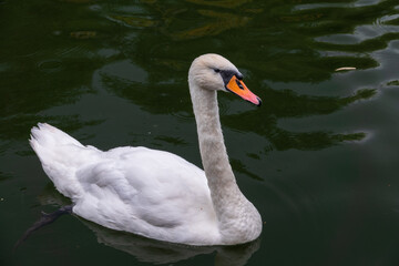 A graceful white swan swimming on a lake with dark water. The white swan is reflected in the water