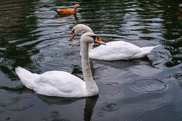 Naklejka premium Two Graceful white Swans swimming in the lake, swans in the wild
