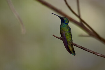 Delicate and elusive — the tiny Little Woodstar hovers like a living gem, adding magic to the Andean skies.