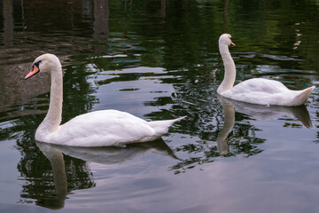 Two Graceful white Swans swimming in the lake, swans in the wild