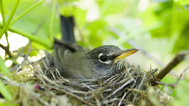 Wide macro close-up of an American Robin (Turdus migratorius) sitting in its nest, incubating its eggs on a grapevine. The scene evokes a sense of spring and new beginnings.