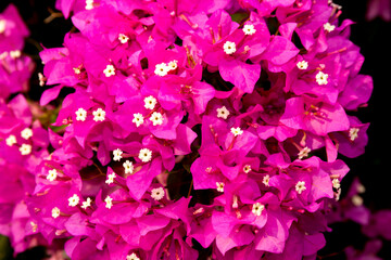 Bougainvillea in pink