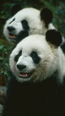Obraz premium Two pandas close up portrait