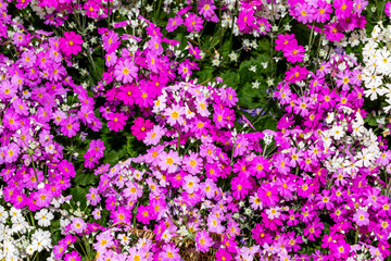 Fototapeta premium pretty daisy a favourite