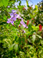 Vibrant Purple Flowers Blooming in Lush Tropical Garden