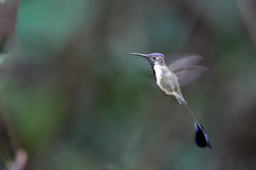 Marvel of the cloud forest: the Marvelous Spatuletail (Loddigesia mirabilis) at Huembo Reserve, Amazonas, Peru — famed for its spectacular tail feathers and delicate beauty.