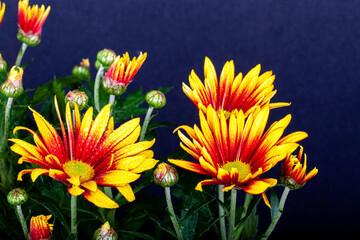 cheerful orange gazania drought tolerant