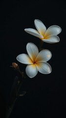 white frangipani flowers
