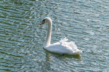 A graceful white swan swimming on a lake with dark water. The white swan is reflected in the water