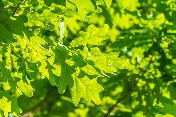 Green oak leaves background. Plant and botany nature texture. green oak leaves in woods
