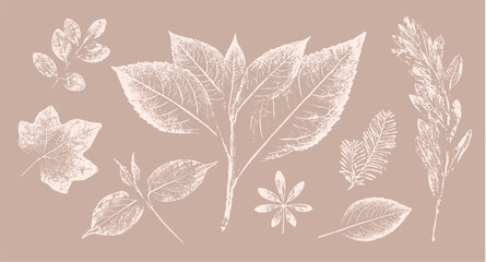 Pink tan and brown floral prints of botanical illustration. Decorative set of flowers and leaves pressed or stamped.