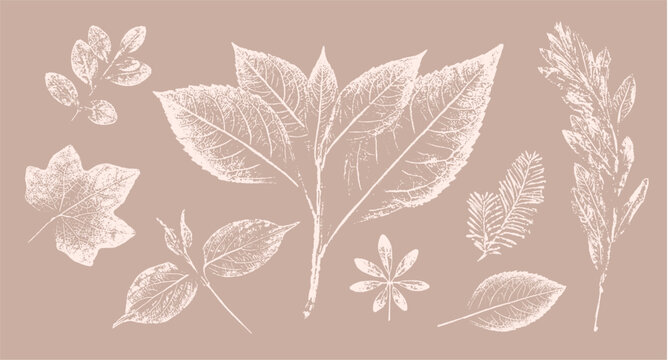Pink tan and brown floral prints of botanical illustration. Decorative set of flowers and leaves pressed or stamped.
