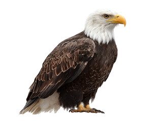 Obraz premium Bald Eagle, transparent background, color photography, PNG format, photorealistic style, simple design, high resolution