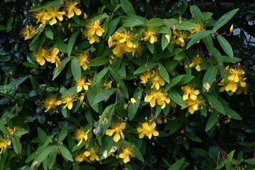 Chinese hypericum flowers. Hypericaceae semi-deciduous shrub. Five-petaled yellow flowers with long stamens bloom in early summer. Also has medicinal properties.