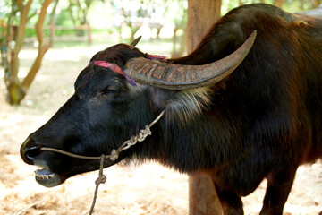 Asian Water Buffalo Portrait with Rope Halter in Rural Farm Setting