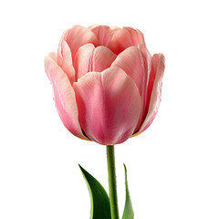 A beautiful pink tulip showcasing delicate petals and vibrant colors, ideal for spring-themed designs and decorations.