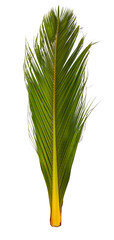 Green coconut leaves on transparent background for nature and tropical concept