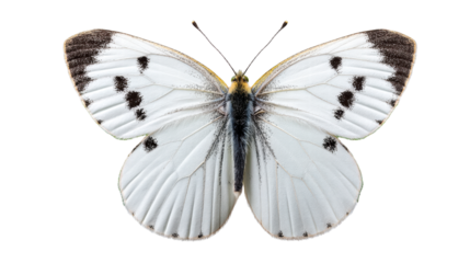 White butterfly isolated on transparent background with wings open and black spots
