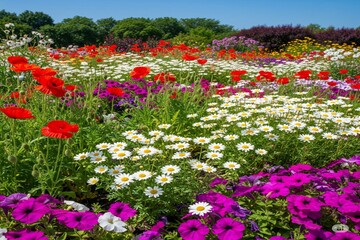 Obraz premium field of flowers