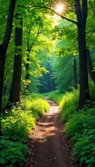 Obraz premium A picturesque trail winds through a vibrant forest, sunlight dappling the leaves and illuminating the path ahead Discover tranquility and natural beauty on this scenic woodland walk , trees, trail
