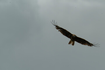 Bird of Prey Gliding in the Sky