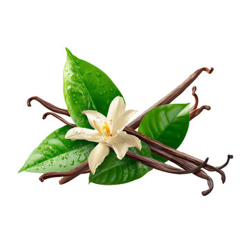 Amazing vanilla beans and leaves for culinary design isolated on transparent background
