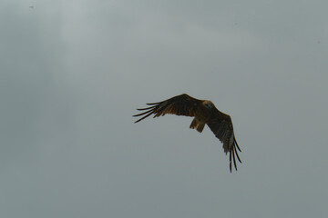 Bird of Prey Gliding in the Sky