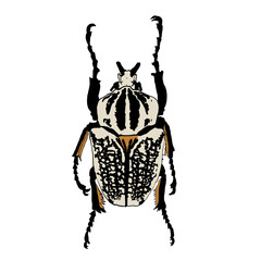 Beetle