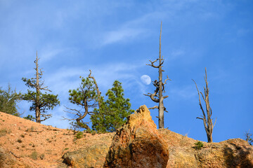 Moon rising above orange rock formation and ponderosa pine tree, dead and alive, at twilight, Mossy Cave Trail, Bryce Canyon National Park, Utah
