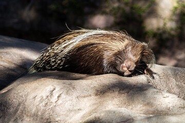 sleeping porcupine