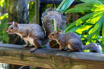 Fototapeta premium squirrel in the park