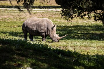 rhino walking in the grass