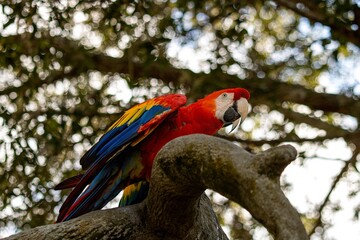 red and blue macaw