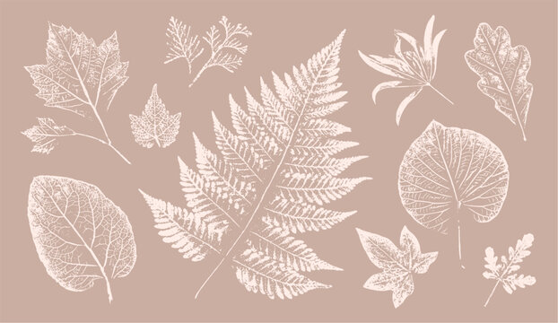 Pink tan and brown floral prints of botanical illustration. Decorative set of flowers and leaves pressed or stamped.