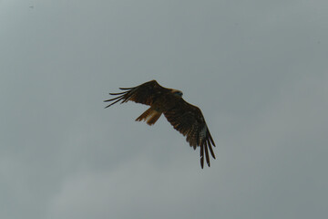 Bird of Prey Gliding in the Sky