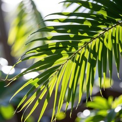 Close-up of lush green palm leaf with sunlight filte through, vibrant tropical plant foliage with detailed fronds and natural outdoor background