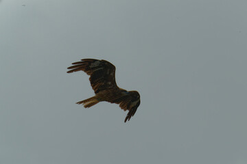 Bird of Prey Gliding in the Sky