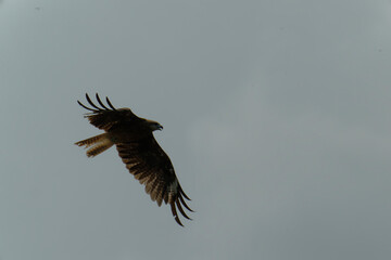 Bird of Prey Gliding in the Sky
