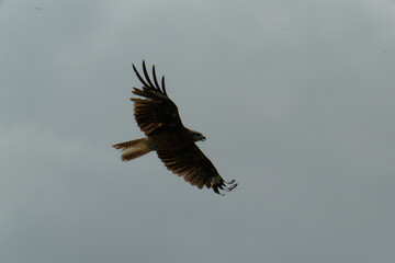Bird of Prey Gliding in the Sky