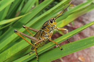 Tropical grasshopper on grass in Florida wild, closeup