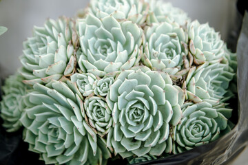 Close-up of a cluster of Echeveria succulents