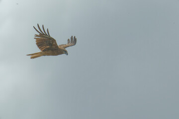 Bird of Prey Gliding in the Sky