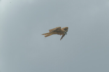 Bird of Prey Gliding in the Sky