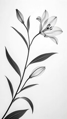 Naklejka premium Elegant black and white lily flower with buds and leaves against a clean white background