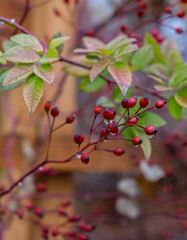 red berries on a branch